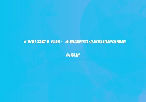 《火影忍者》揭秘：小南腿部特点与晓组织内部结构解析