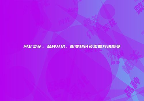 河北菜花：品种介绍、相关知识及观看方法概览