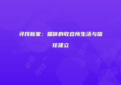 寻找新家：猫咪的收容所生活与信任建立