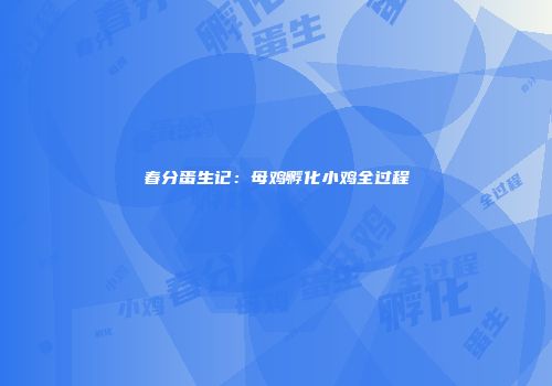 春分蛋生记：母鸡孵化小鸡全过程