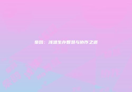 柴鸥：浅滩生存智慧与协作之道